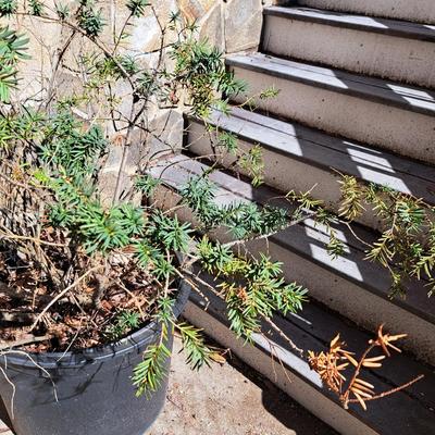 Three Potted Ornamental Trees (FD-SD)