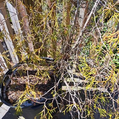 Three Potted Ornamental Trees (FD-SD)