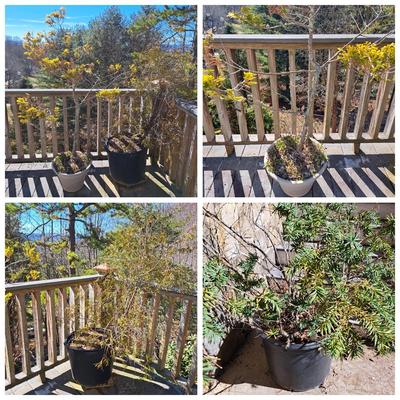 Three Potted Ornamental Trees (FD-SD)