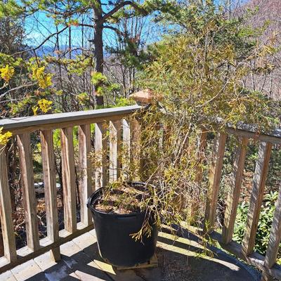 Three Potted Ornamental Trees (FD-SD)