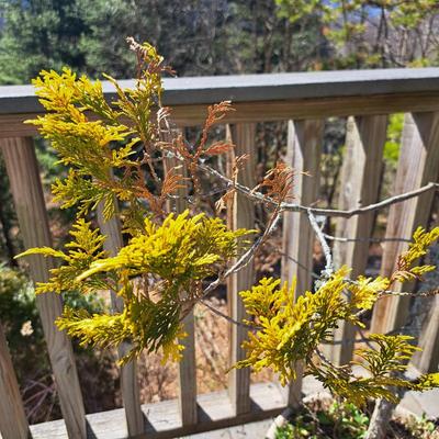 Three Potted Ornamental Trees (FD-SD)