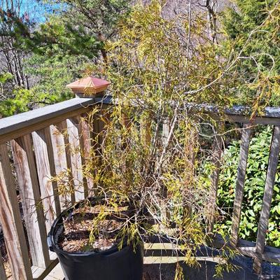 Three Potted Ornamental Trees (FD-SD)