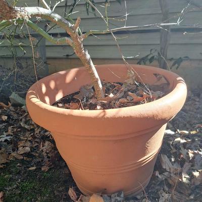 Two Japanese Maple Trees (BD-SD)
