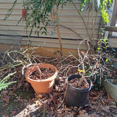 Two Japanese Maple Trees (BD-SD)