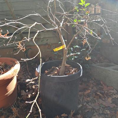 Two Japanese Maple Trees (BD-SD)