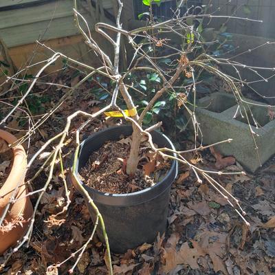 Two Japanese Maple Trees (BD-SD)