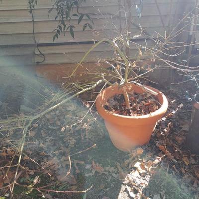 Two Japanese Maple Trees (BD-SD)