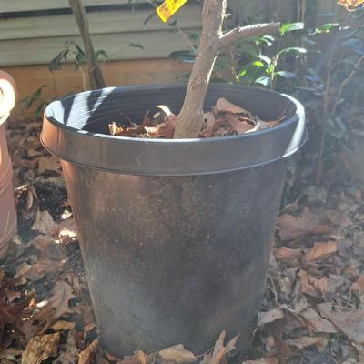 Two Japanese Maple Trees (BD-SD)