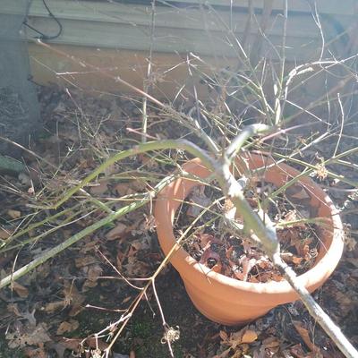 Two Japanese Maple Trees (BD-SD)