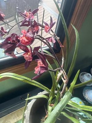 2 vases