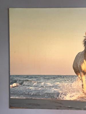 LOT 167L: Large Photographic Horse Print