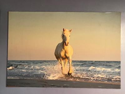 LOT 167L: Large Photographic Horse Print