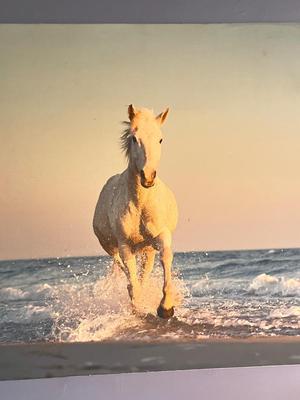 LOT 167L: Large Photographic Horse Print