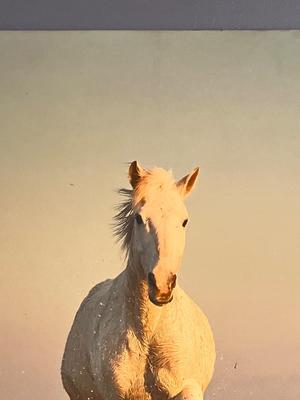 LOT 167L: Large Photographic Horse Print