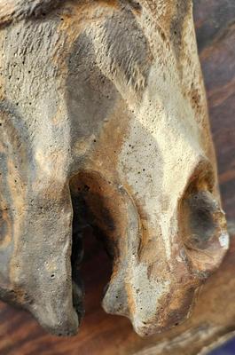 Very Heavy Horse's Head 11" high, Cast Iron?