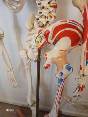 66" Medical Anatomical Human Skeleton Anatomical Medical Display