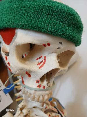 66" Medical Anatomical Human Skeleton Anatomical Medical Display