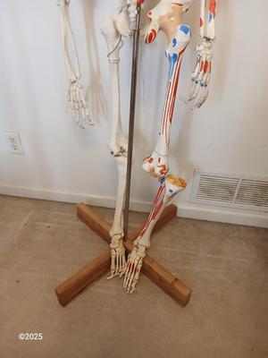 66" Medical Anatomical Human Skeleton Anatomical Medical Display