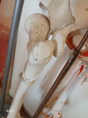 66" Medical Anatomical Human Skeleton Anatomical Medical Display