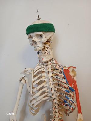 66" Medical Anatomical Human Skeleton Anatomical Medical Display