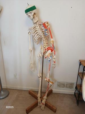 66" Medical Anatomical Human Skeleton Anatomical Medical Display