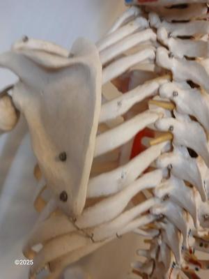66" Medical Anatomical Human Skeleton Anatomical Medical Display