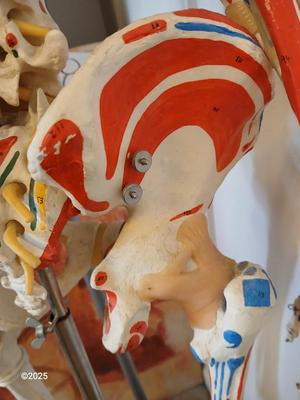 66" Medical Anatomical Human Skeleton Anatomical Medical Display