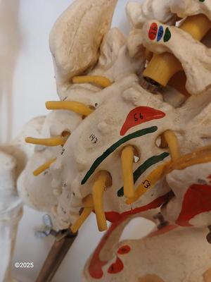 66" Medical Anatomical Human Skeleton Anatomical Medical Display