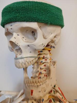66" Medical Anatomical Human Skeleton Anatomical Medical Display