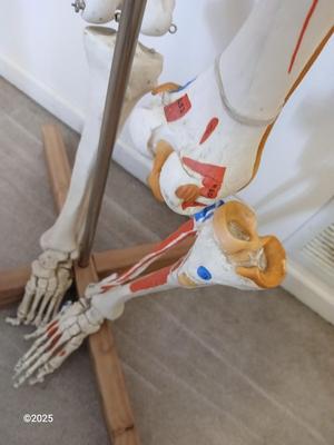 66" Medical Anatomical Human Skeleton Anatomical Medical Display