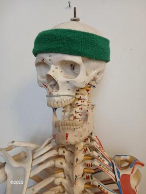 66" Medical Anatomical Human Skeleton Anatomical Medical Display