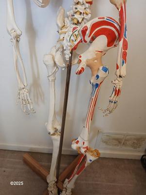 66" Medical Anatomical Human Skeleton Anatomical Medical Display