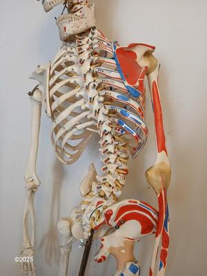 66" Medical Anatomical Human Skeleton Anatomical Medical Display