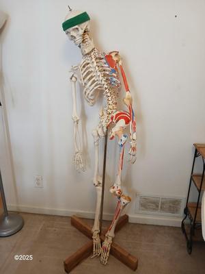 66" Medical Anatomical Human Skeleton Anatomical Medical Display