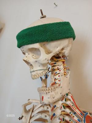 66" Medical Anatomical Human Skeleton Anatomical Medical Display