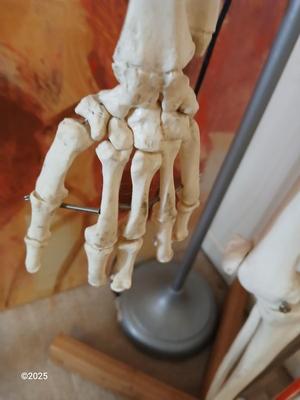 66" Medical Anatomical Human Skeleton Anatomical Medical Display