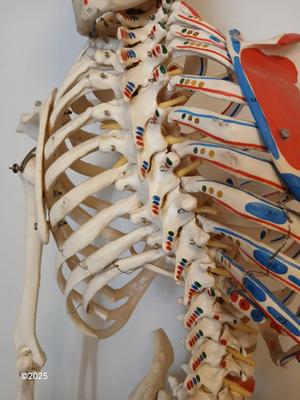 66" Medical Anatomical Human Skeleton Anatomical Medical Display