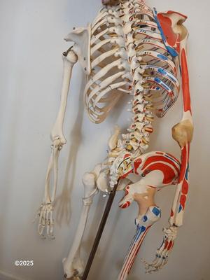 66" Medical Anatomical Human Skeleton Anatomical Medical Display
