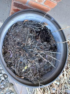 21" Dura plastic planter / flowerpot (2 of 2)