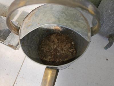 Galvanized watering can, waterer with a pout, and three herb pots with a tray