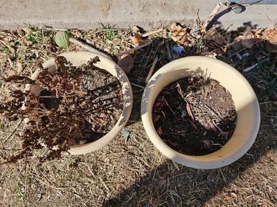 Two French planters - ceramic plant pots - flowerpots 8" tall 11" wide