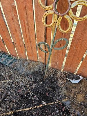 Metal Horseshoe flower with shepherd's hook