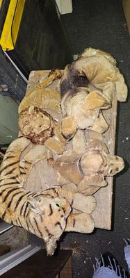 4 vintage stuffed Animals Steiff?