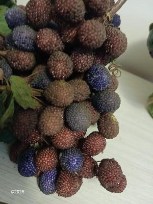 Vintage fruit bowl with grapes Grape themed religious wall hanging and a recipe box