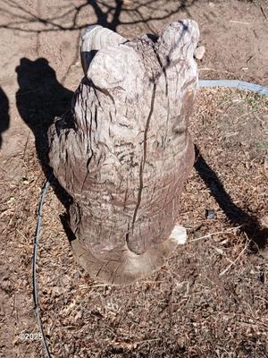 Large 38" wooden bear carved stump