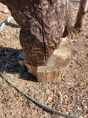 Large 38" wooden bear carved stump