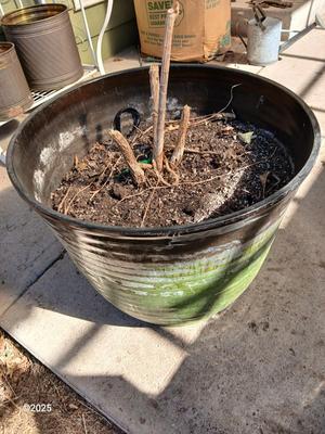 22" Laurel Planter - Flowerpot - Moss colored Dura plastic pot