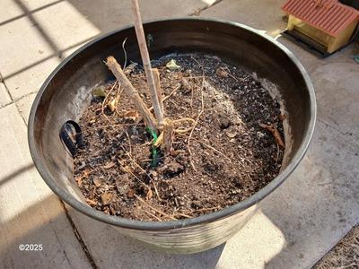 22" Laurel Planter - Flowerpot - Moss colored Dura plastic pot