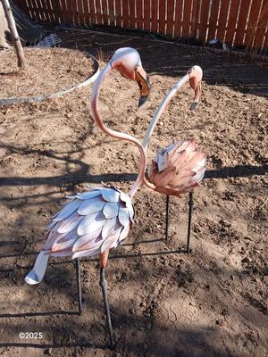 Two metal yard art flamingos