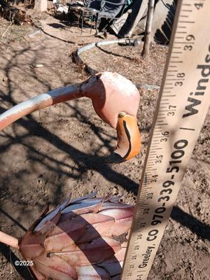 Two metal yard art flamingos